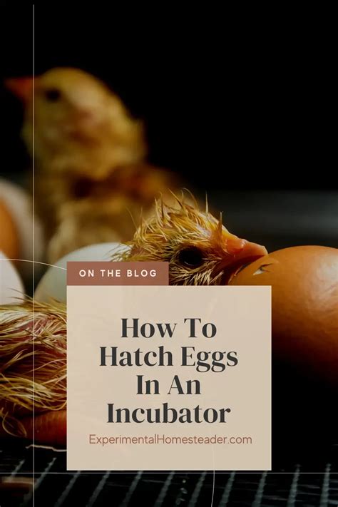 How To Hatch Eggs In An Incubator - Experimental Homesteader