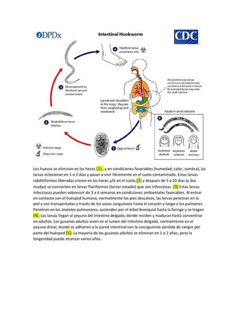 Cíclos De Vida De Los Parásitos Yinaris Sanchez Udocz