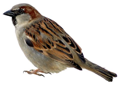 Free Sparrow Cliparts Download Free Sparrow Cliparts Png Images Free