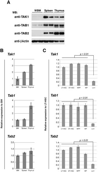 Tak1 Map3k7 Signaling Regulates Hematopoietic Stem Cells Through Tnf