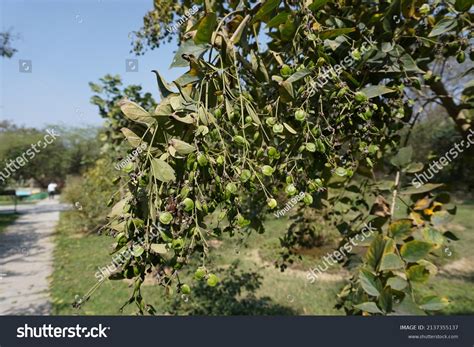 night flowering jasmine tree images stock  vectors