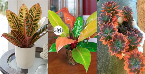 12 Amazing Orange Houseplants You Can Grow Engineering Discoveries