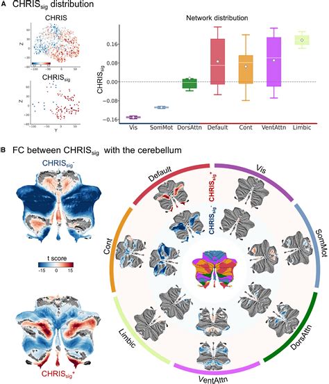 Spatio-molecular profiles shape the human cerebellar hierarchy along ...