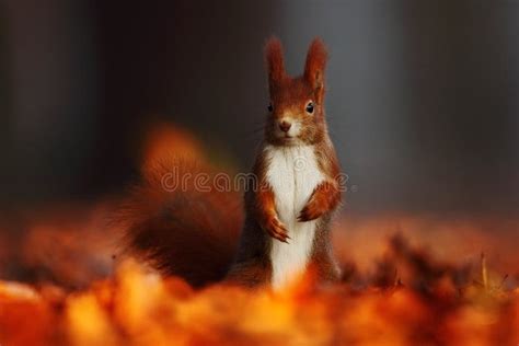 Cute Red Squirrel With Long Pointed Ears Eats A Nut In Autumn Orange