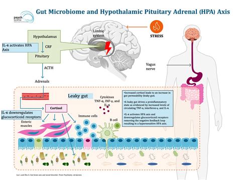 Gut Microbiome And Depression The Gut Brain Axis Explained