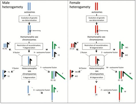Sex Determination Sex Chromosomes And Karyotype Evolution In Insects