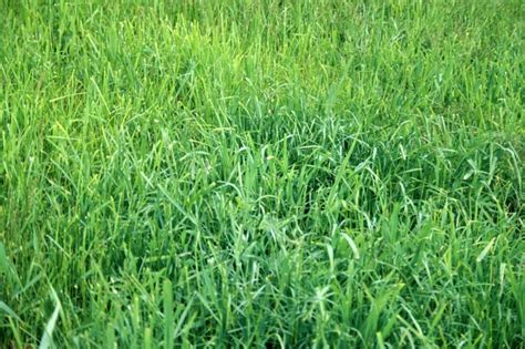 Timothy Orchard Grass Mandn Hay Sales Of Nj