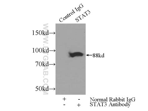 C Met Cytoplasmic Antibody Ap Proteintech