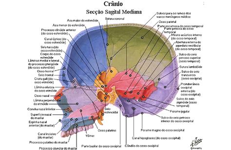 Viscerocrânio Anatomia papel e caneta Osso Parietal Guyton John