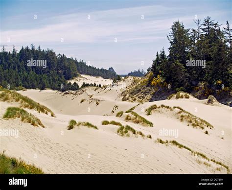 Oregon Dunes National Recreation Area,Oregon Stock Photo - Alamy