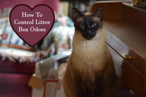 Tips and Tricks, How To Control Litter Box Odor - Some Pets