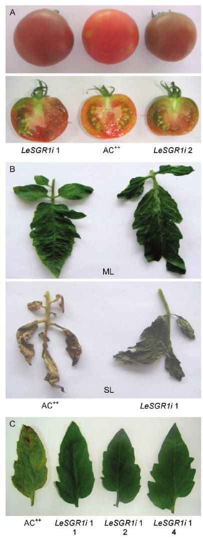 Phenotype analysis of transgenic plants. A - Phenotype of ripe ...
