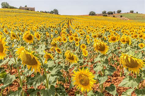 Sonnenblumen Blumen Felder Gelbe Kostenloses Foto Auf Pixabay Pixabay