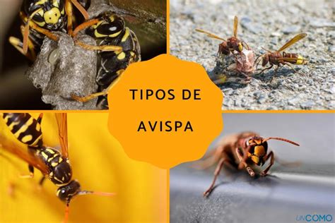 Cuáles son los tipos de avispa en España Belleza estética