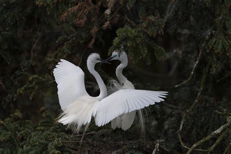 Great Egret Splash