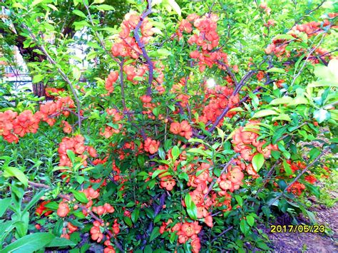 Китайская айва кустарник плоды (84 фото)