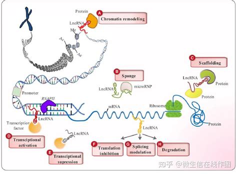 在线计算lncRNA mRNA共表达相关系数并使用cytoscape绘制共表达网络图 知乎