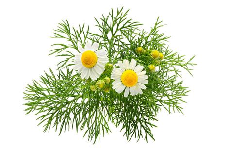Chamomile