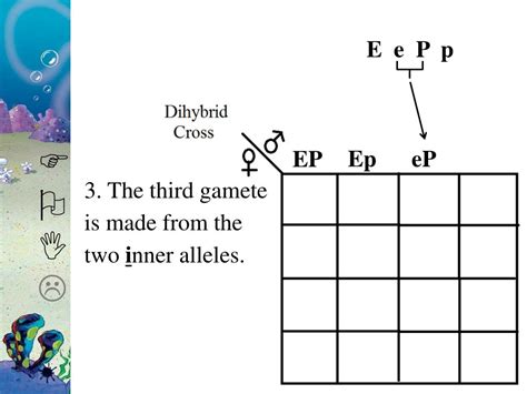 Ppt Learning Target More Bikini Bottom Genetics Powerpoint Presentation Id