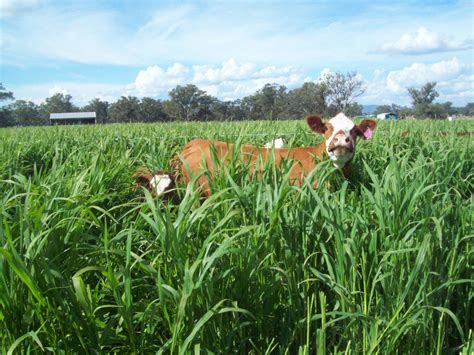 Rebound Forage Millet Fast Safe Feed Sandw Seed Company Australia