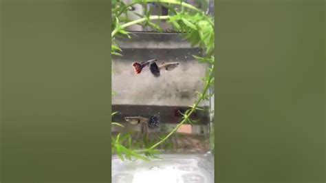 Chilli Mosaic Guppy Youtube