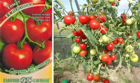 Самые урожайные сорта томатов для теплицы