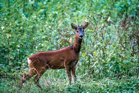 deer forest wildlife royalty  photo