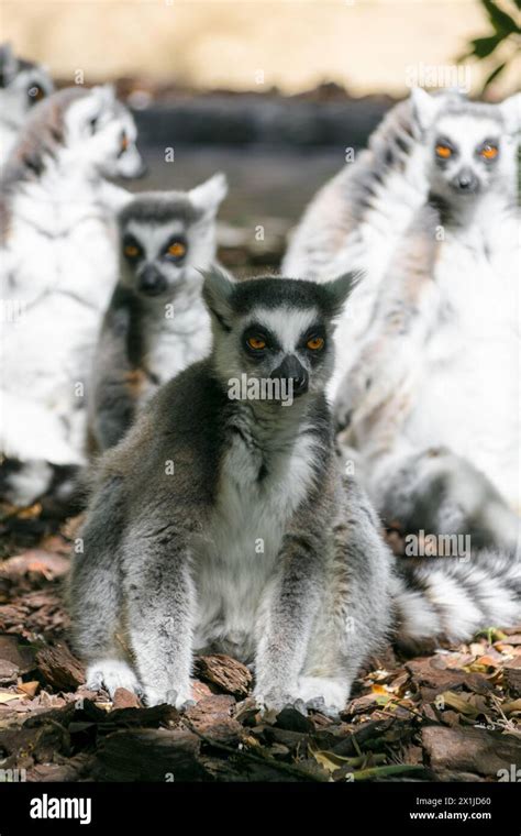 A Group Of Lemurs Huddled Up Ring Tailed Lemur Lemur Catta Stock