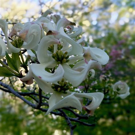 Dogwood Magic Cornus Florida Urbiniana — Shade Metals