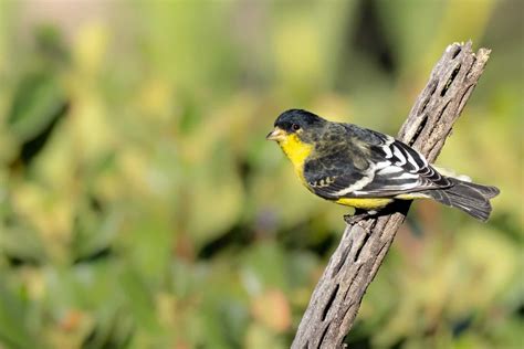 Lesser Goldfinch ⋆ Tucson Audubon