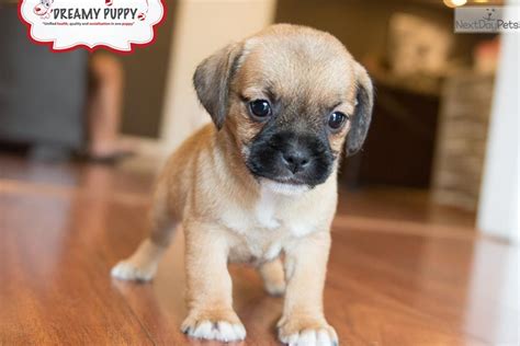 Puggle Puppy For Sale Near Washington Dc 8ffdc79d Dae1