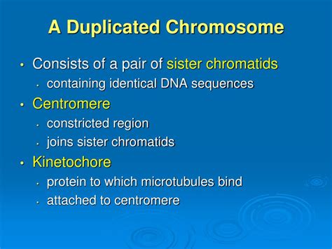 PPT - Chromosomes, Mitosis and Meiosis PowerPoint Presentation, free ...