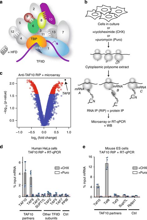 Co Translational Assembly Of Mammalian Tfiid A Tfiid Bound To Promoter