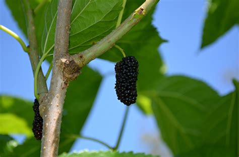 Images Gratuites Arbre La Nature Branche Fruit Baie Doux