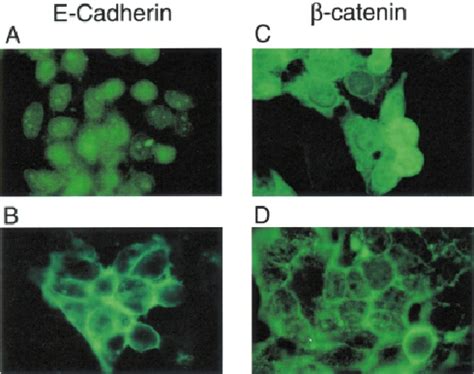 In Vivo Tumorigenicity Assay Of Transfected Clones In Nude Mice Tumour