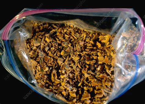 Cascara Sagrada - Stock Image - C017/4774 - Science Photo Library