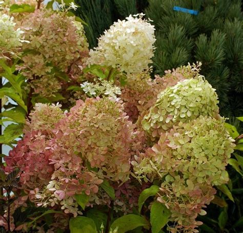 Саженцы гортензии жемчужина фестиваля купить в Москве по цене от 3800 ...