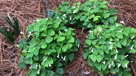 Mulch The Real Scoop Dengarden
