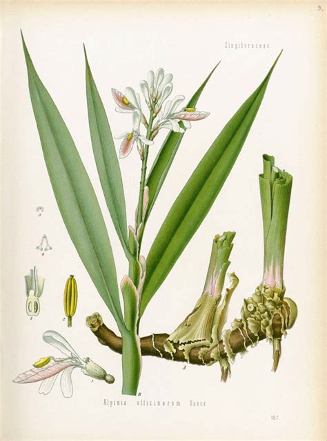 (Italiano) Alpinia officinarum: Sistematica, Etimologia, Habitat ...