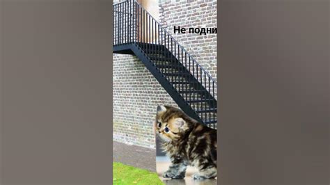 Кот и леснеца - YouTube