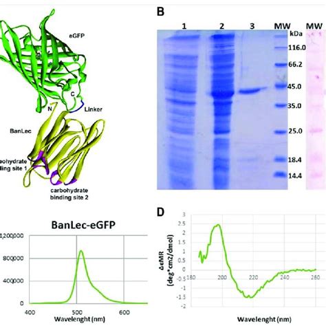 Theoretical And Peptide Masses Of The Tryptic Fragments Obtained By Ms Download Scientific