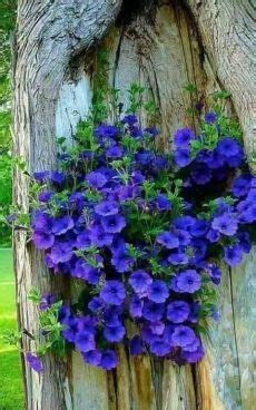Природа. | Unusual flowers, Flower garden, Amazing flowers