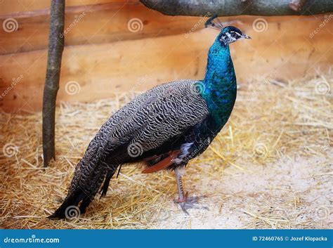 Pavo Real Hermoso Que Exhibe Su Plumaje Retrato Del Pavo Real Con Las