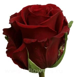 Эквадорская роза бордового цвета - Форевер Янг (Forever Young), купить ...