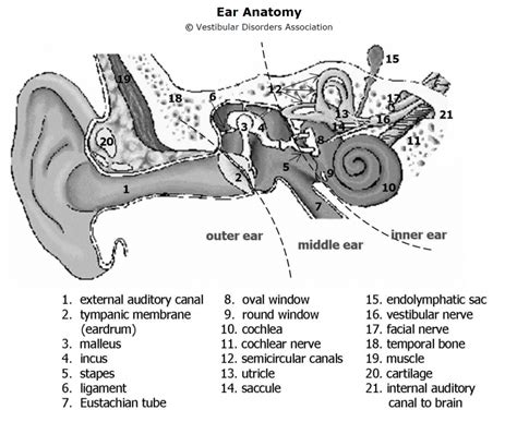 Ear Functions And Diagram Audition And Somatosensation