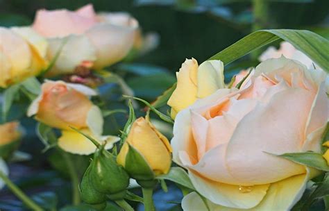 Róża Hansestadt Rostock i jej mrozowa przygoda | Flowers, Rose, Plants
