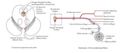 Oculomotor Nerve – Earth's Lab