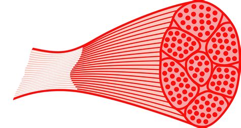Clipart Skeletal Muscle