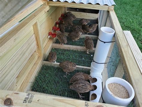 Quail tractor 2.0 with built in feeding system and dusting room