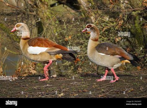 Egyptian geese, Alopochen aegyptiaca, male and female Stock Photo - Alamy